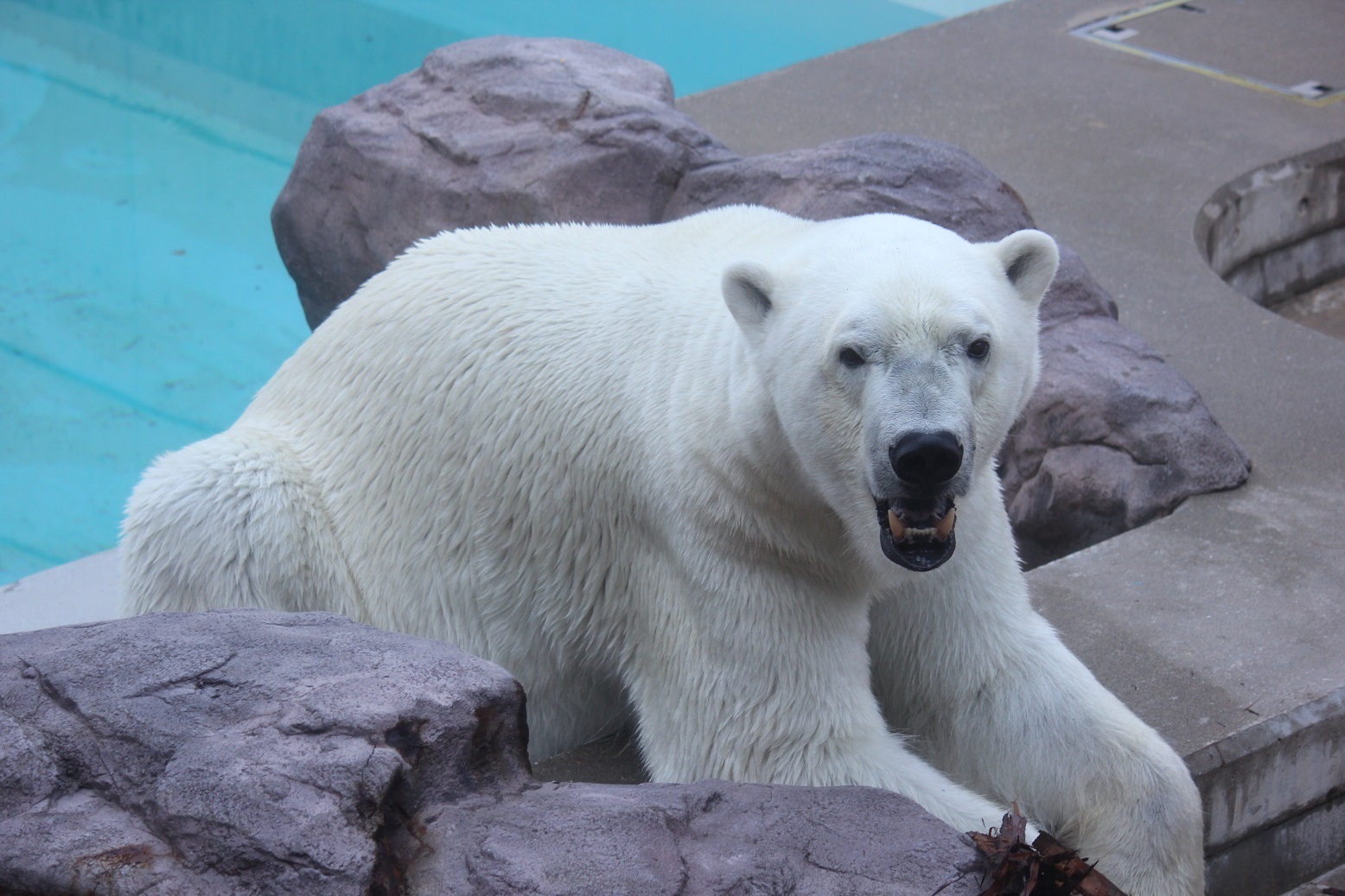 JAFデー「男鹿水族館GAO裏側見学ツアー」