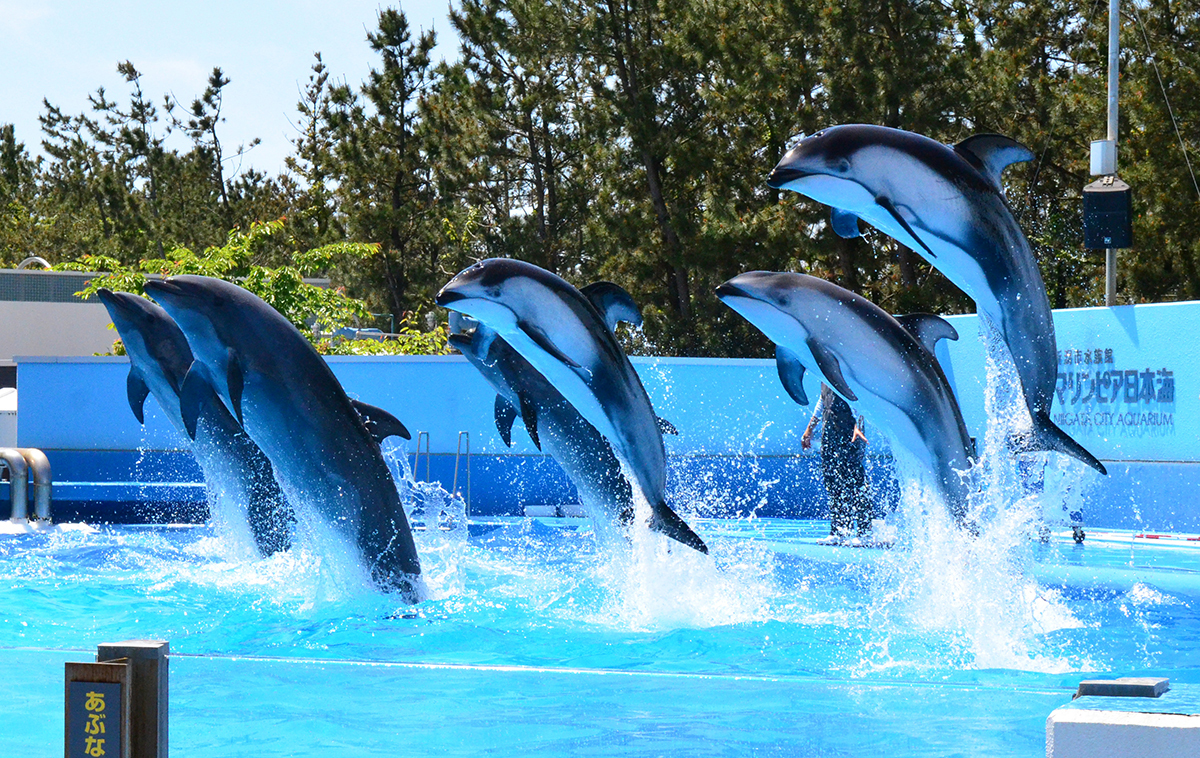 新潟市水族館マリンピア日本海 大人入館券1枚#マリンピア日本海 - 水族館