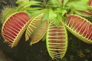 新潟県立植物園