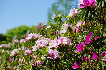 新潟県立植物園