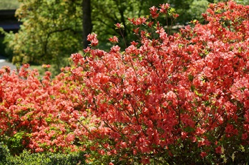 新潟県立植物園