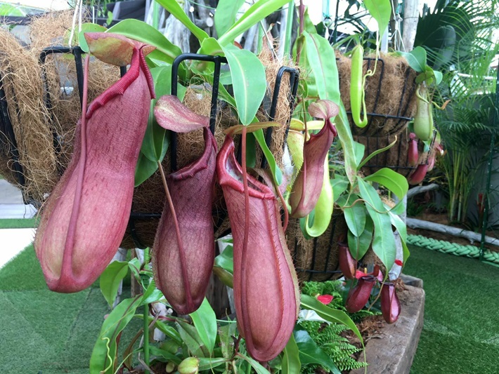 新潟県立植物園