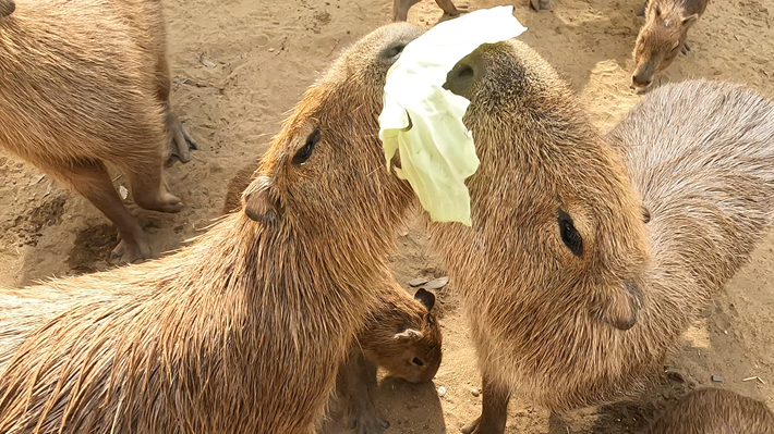 ダチョウ王国 石岡ファーム