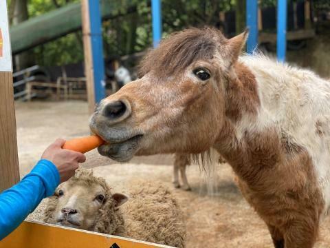 東筑波ユートピア ポニー