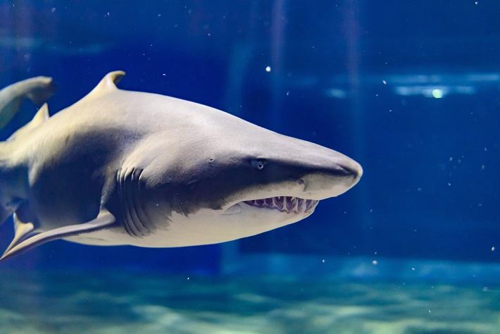 アクアワールド茨城県大洗水族館　BYツアー等画像