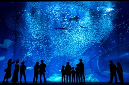 アクアワールド茨城県大洗水族館 BYツアー等画像