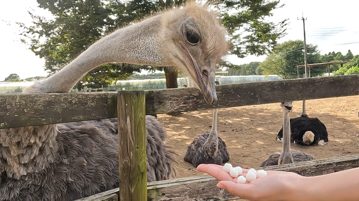 ダチョウ王国 石岡ファーム