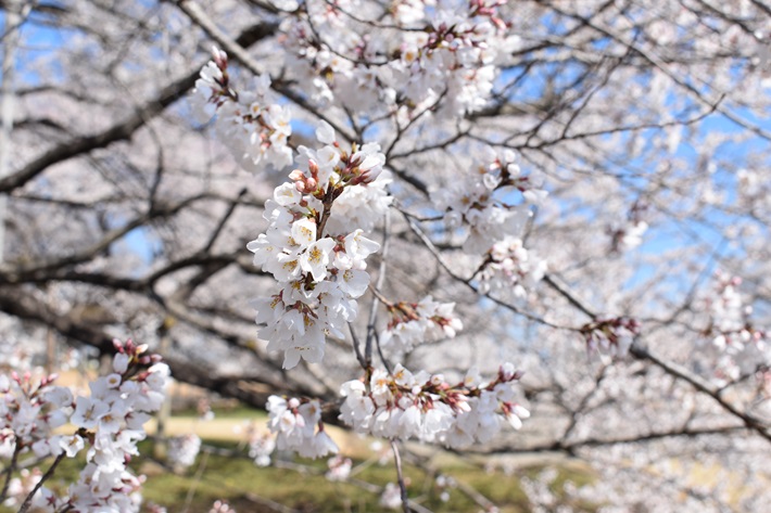下野市観光協会