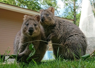 埼玉県こども動物自然公園　クオッカ