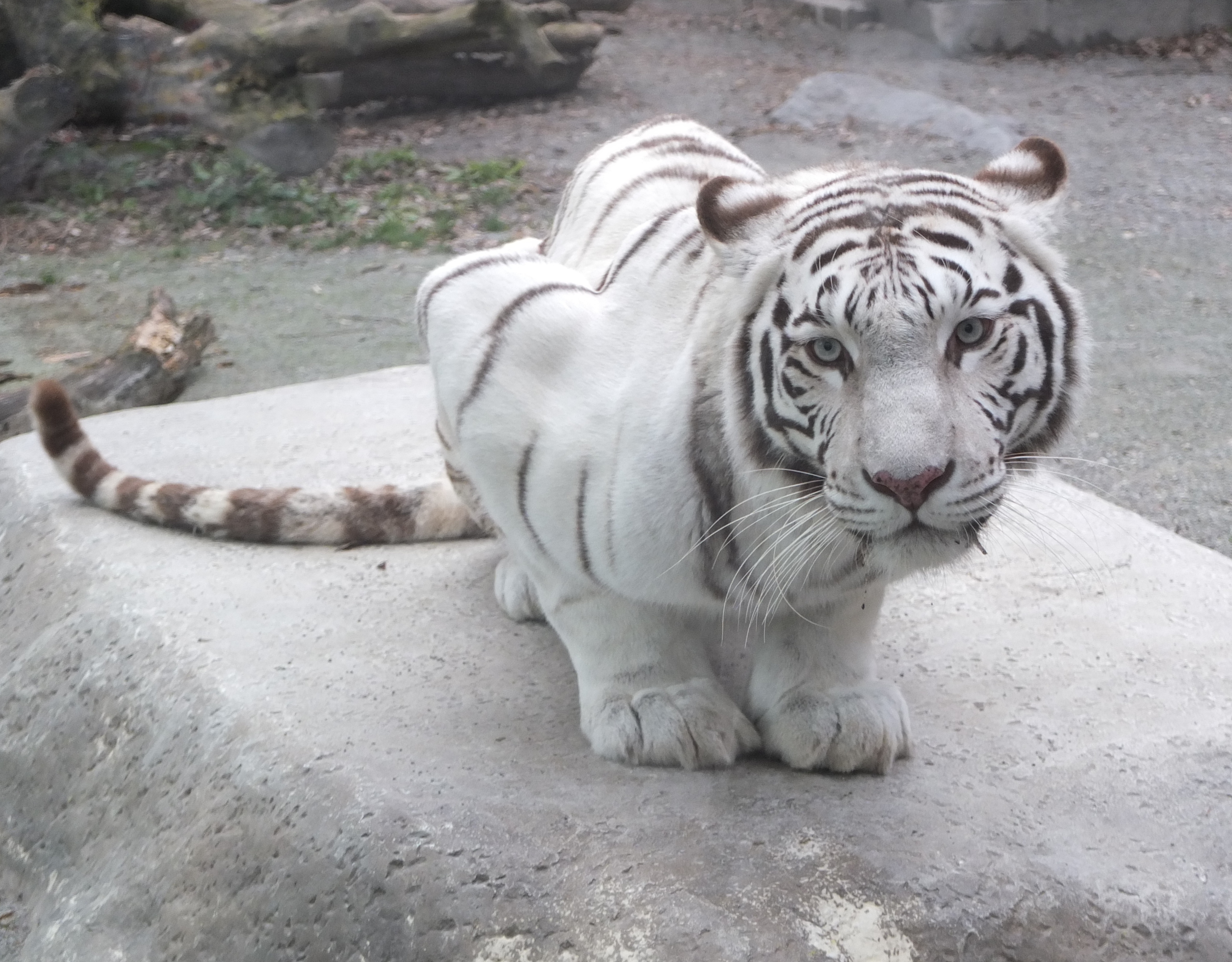 JAFデーin東武動物公園 ショートバックヤードツアー（埼玉県南埼玉郡