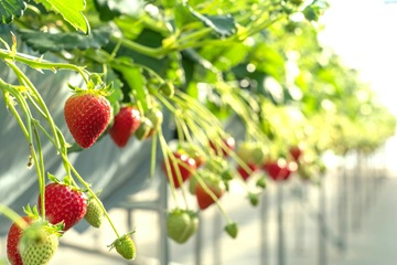 埼玉女子短期大学ドラスタスポット