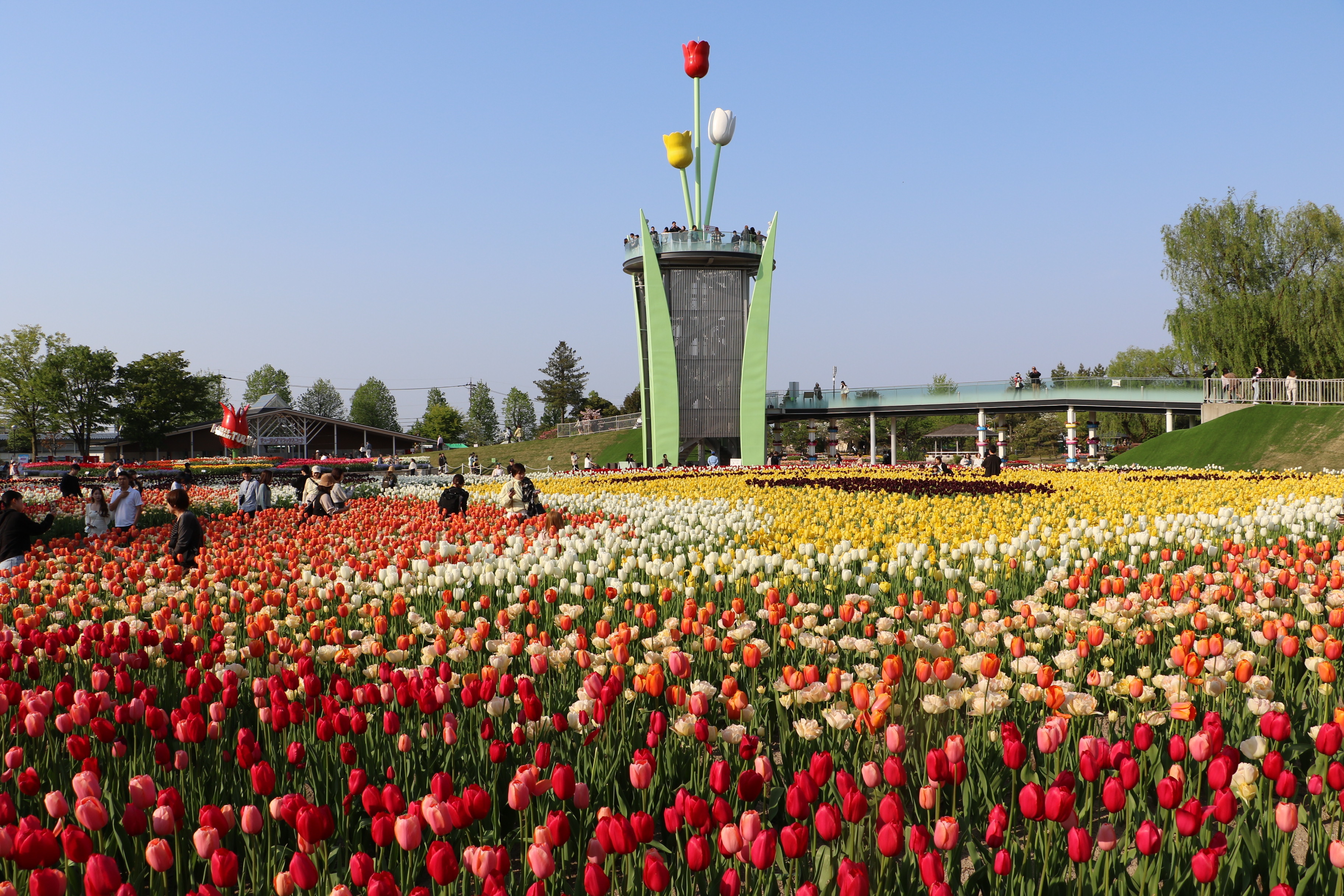 4月12日締め切り】「2026となみチューリップフェア ペア招待券」を抽選