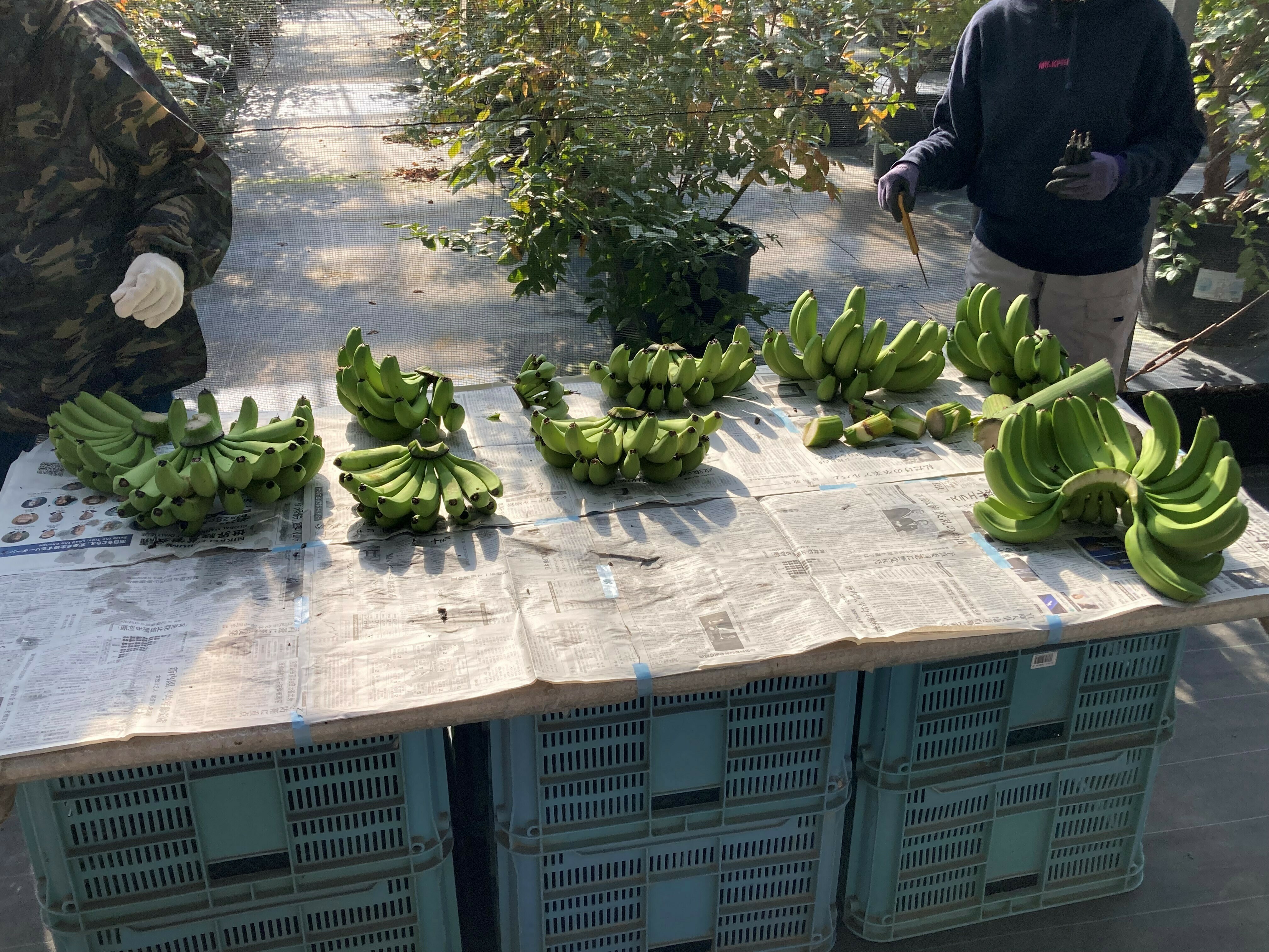 激レア！国産バナナ狩り体験 in 知多半島（愛知県美浜町）