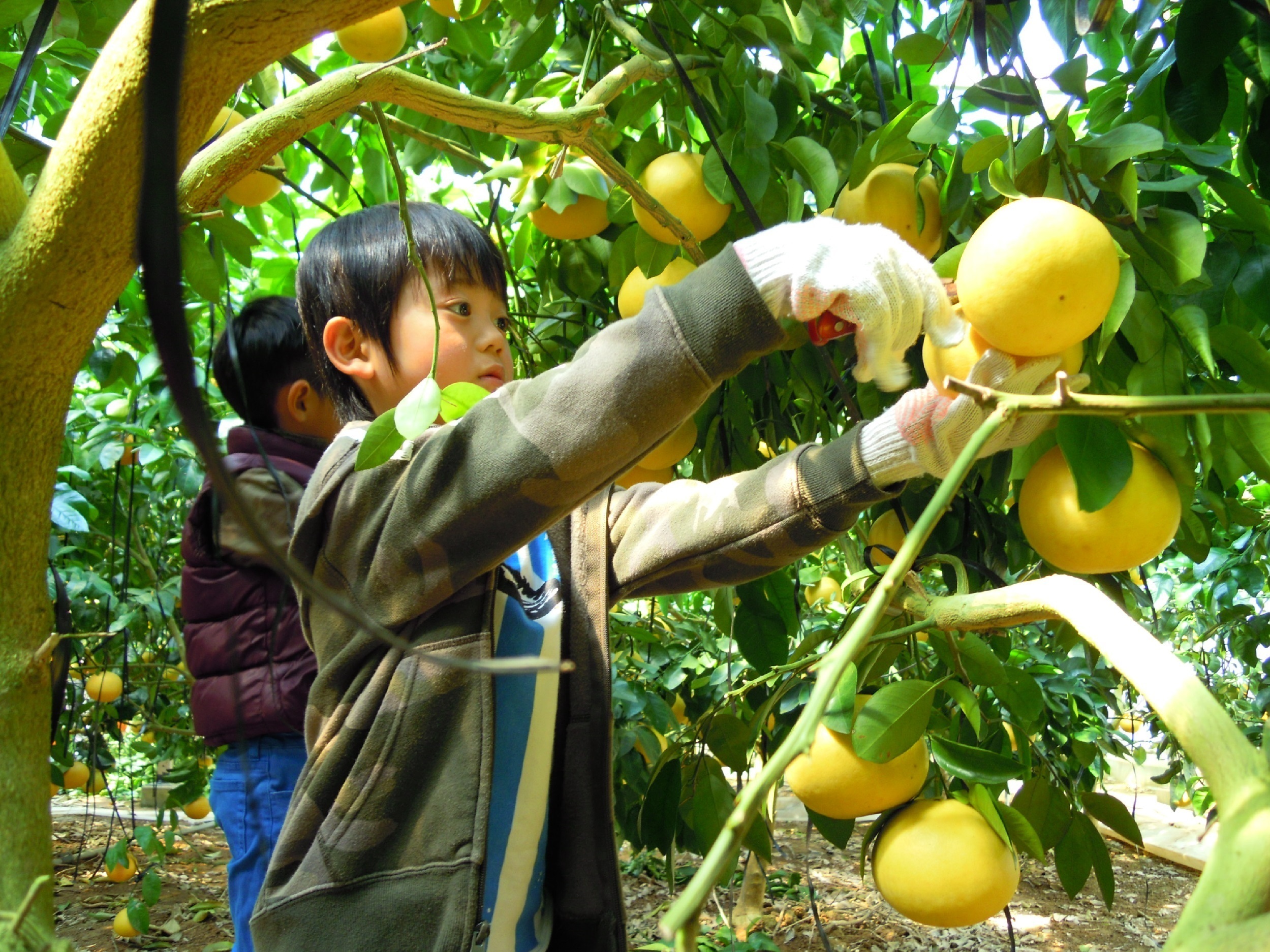 知多半島グレープフルーツ狩り「柑橘12種食べ比べと最新ジュースマシン体験」