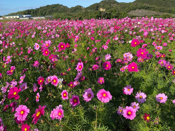 観光農園花ひろば