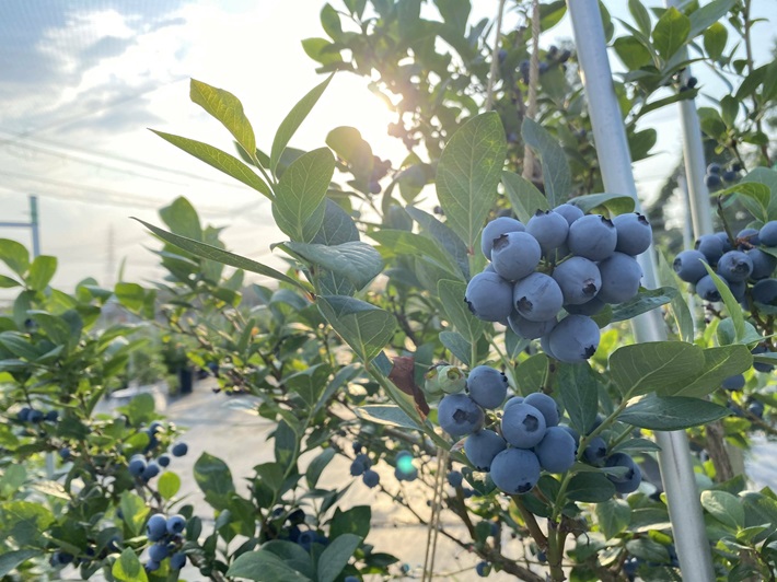 ブルーベリー1