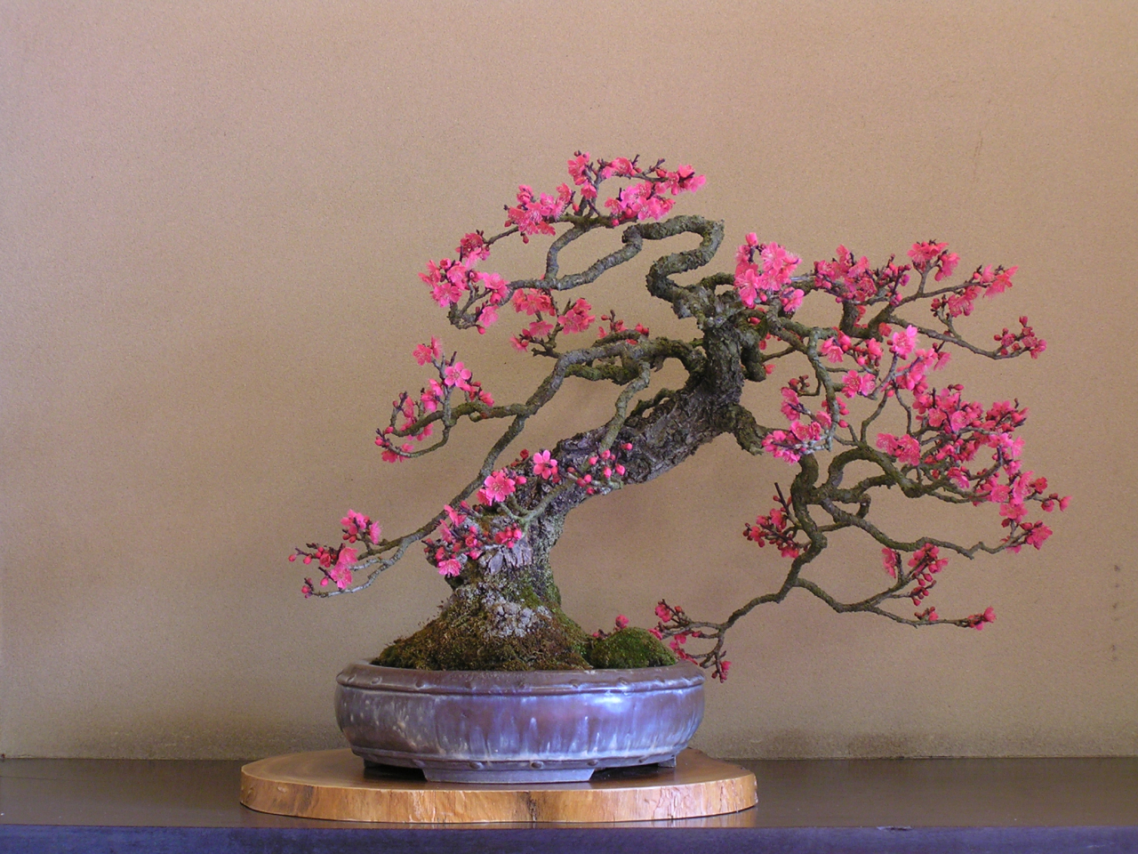 第75回 長浜盆梅展【入館料 20%割引】 | JAFナビ