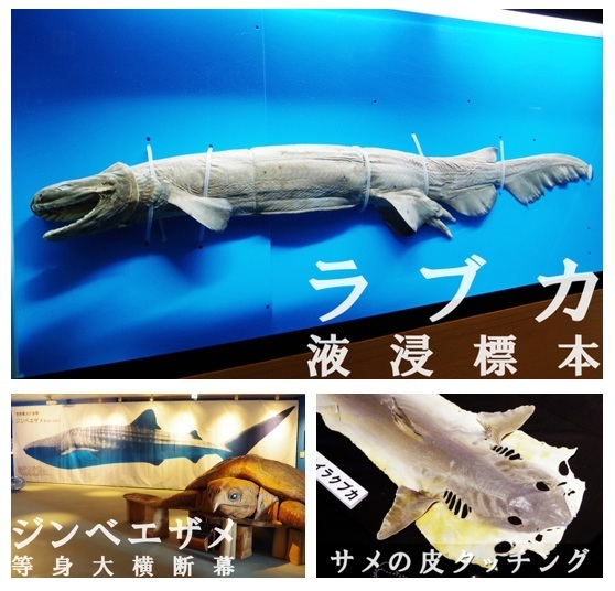 串本海中公園【入場料 20％割引＋お得な割引券進呈】 | JAFナビ