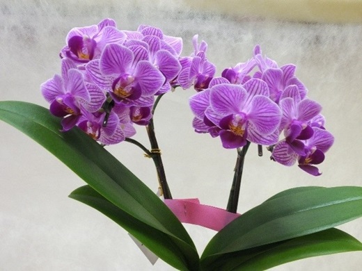 中国5県ドラスタ 伯耆国の運気上昇 癒しのコース Jafナビ