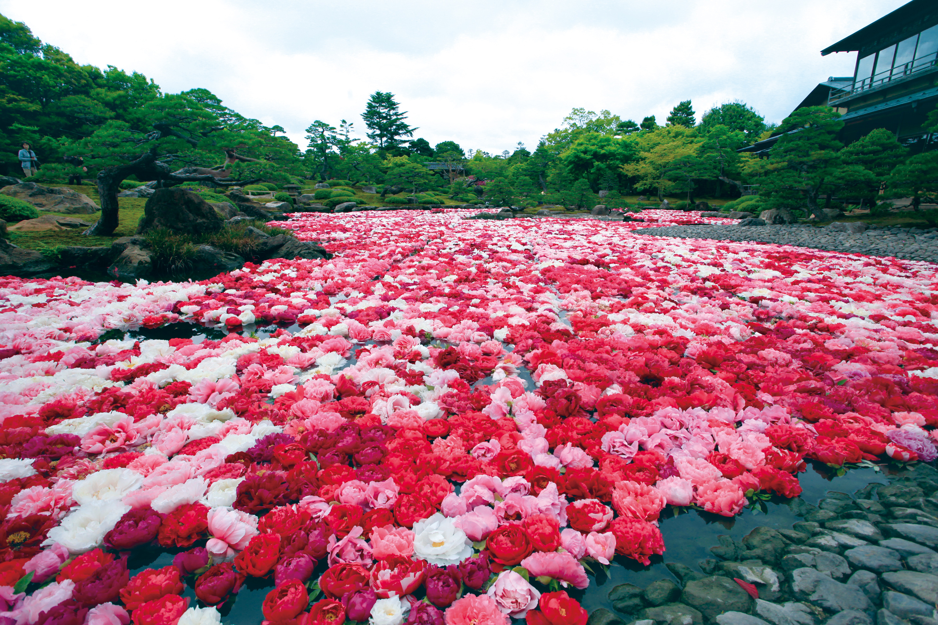 山陰・山陽花めぐり街道ドライブスタンプラリー2026 | JAFナビ