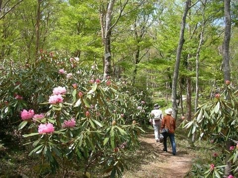 いま 私たちの未来を考える 絶滅危機の野生種を守るin岳人の森 徳島県神山町 7月31日 Jafナビ